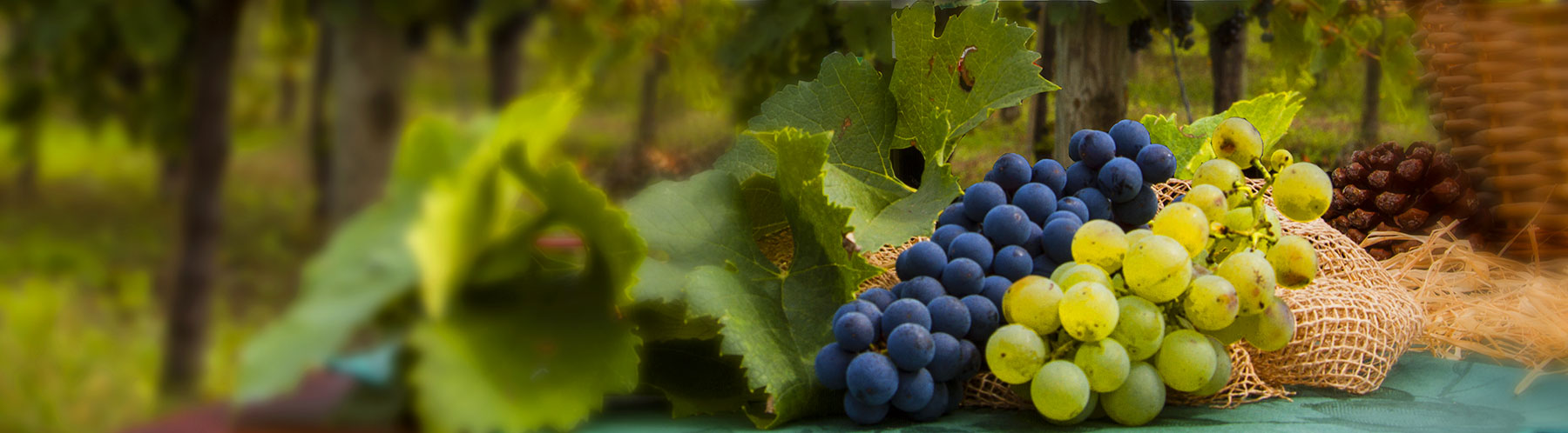Vino del Podere la Fornace Vino del Podere la Fornace