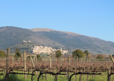 La vigna, ai piedi di Assisi